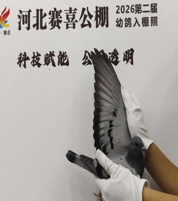 蜀翔变鸽公相春棚(蜀翔赛鸽俱乐部总冠军)